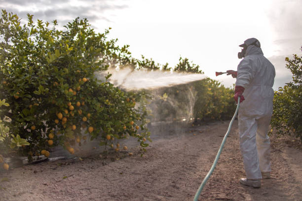 Best Termite Control Services  in Ouray, CO