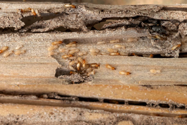 Pest Control for Restaurants in Ouray, CO