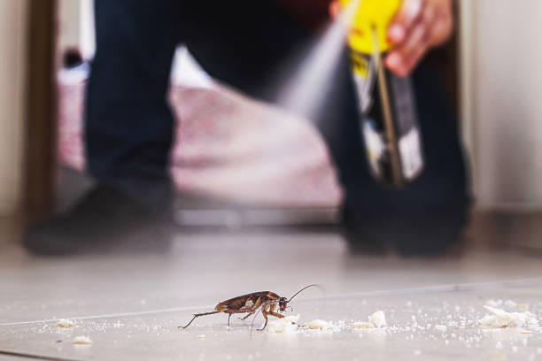 Best Pest Removal Services  in Ouray, CO