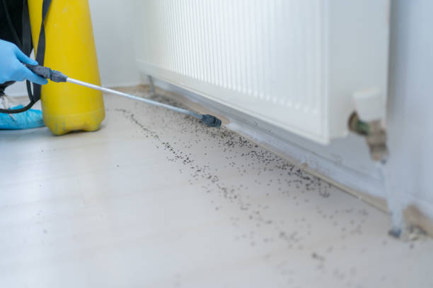 Best Residential Pest Control  in Ouray, CO